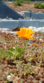 Flower on sedum Roof image